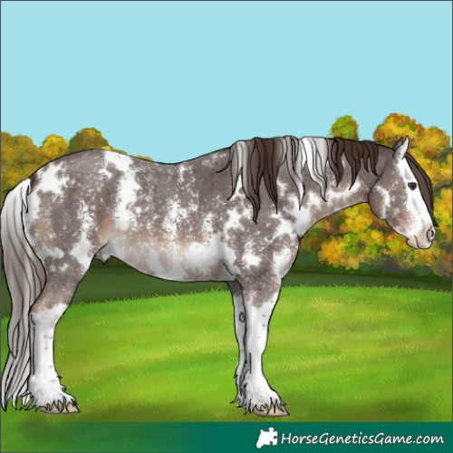 Horse Color:White Spotted Liver Chestnut Sabino Splash 