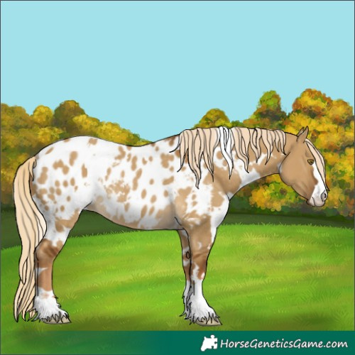 Horse Color:White Spotted Chocolate Palomino Dun Blanket Rabicano 