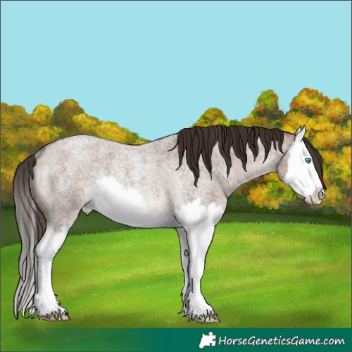 Horse Color:Liver Red Dun Roan Splash Appaloosa Rabicano