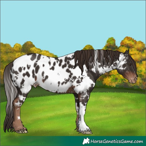 Horse Color:White Spotted Liver Chestnut Appaloosa