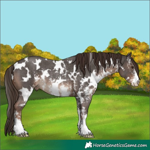 Horse Color:White Spotted Liver Chestnut Sabino Rabicano 