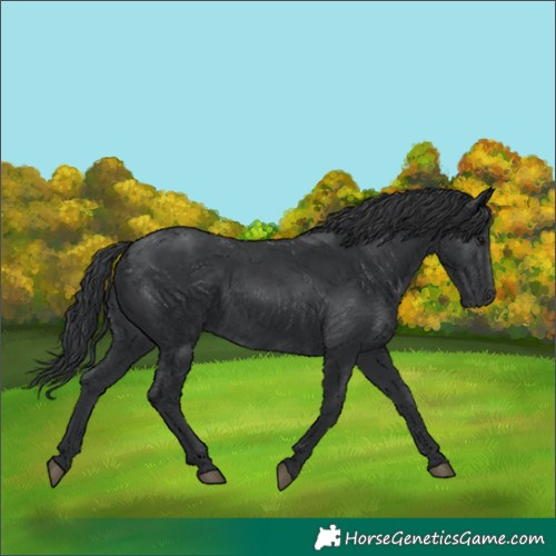 Horse Color:Black 