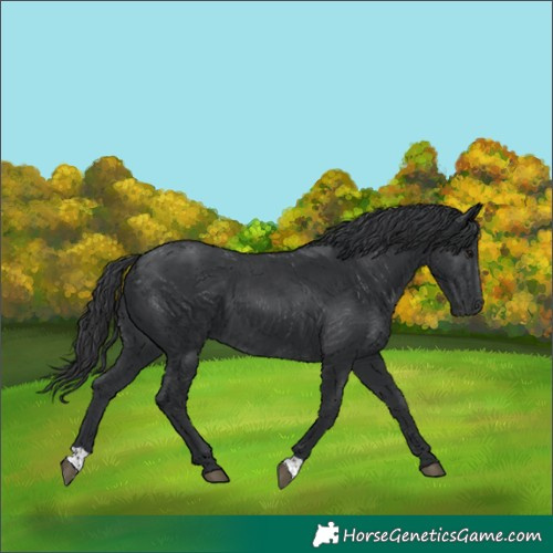 Horse Color:Black 