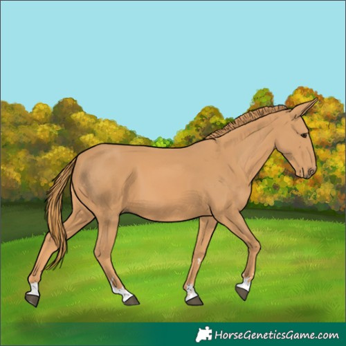 Horse Color:Chestnut 
