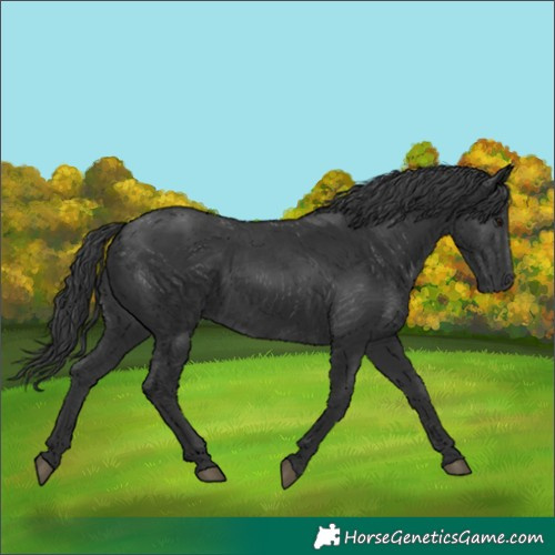 Horse Color:Black 