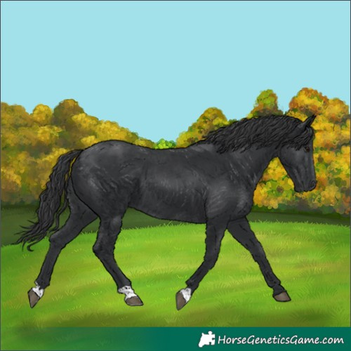 Horse Color:Black 