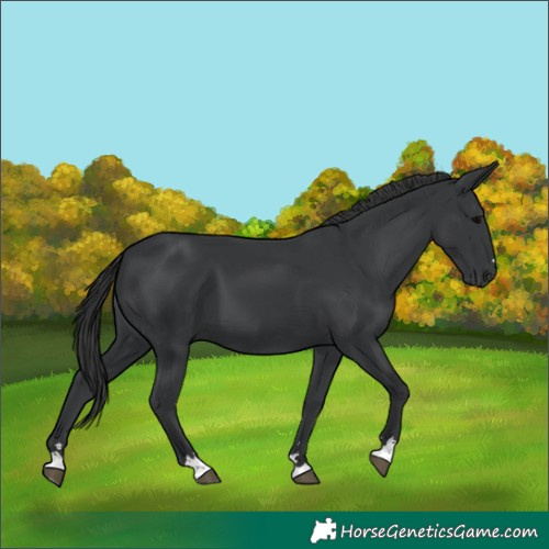 Horse Color:Black 