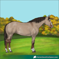 Horse Color:Liver Red Dun Rabicano 