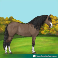 Horse Color:Liver Red Dun Rabicano 