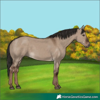 Horse Color:Liver Red Dun Rabicano 