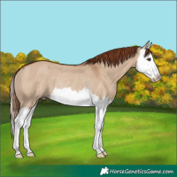Horse Color:Red Dun Splash Rabicano