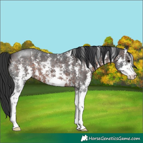 Horse Color:Brown Sabino 
