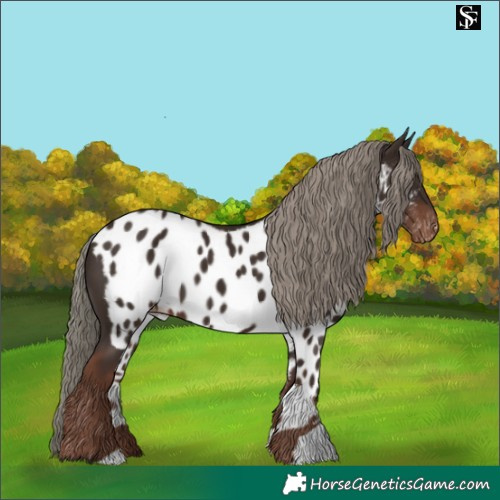 Horse Color:Liver Chestnut Mushroom Skewed Appaloosa 