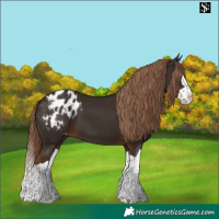 Horse Color:Liver Chestnut Splash Appaloosa 