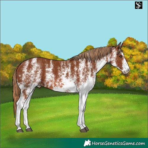 Horse Color:White Spotted Chestnut Skewed Appaloosa 
