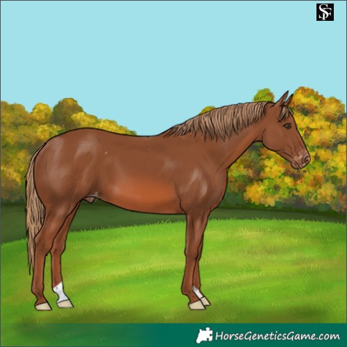 Horse Color:Chestnut Skewed LP Spotted 
