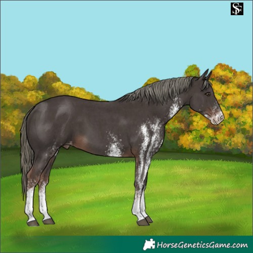 Horse Color:White Spotted Liver Chestnut Mushroom Skewed Appaloosa