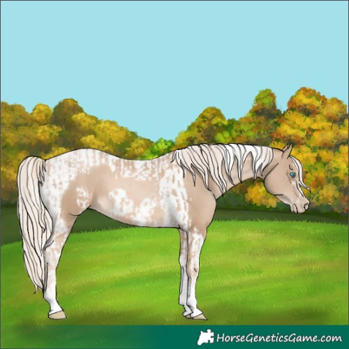 Horse Color:Chocolate Palomino Pearl Tobiano Frame  and Chocolate Palomino Pearl Tobiano Frame 