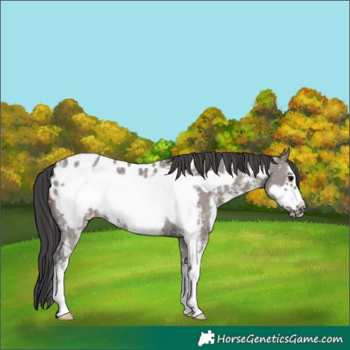Horse Color:Grullo Sabino Frame Appaloosa 