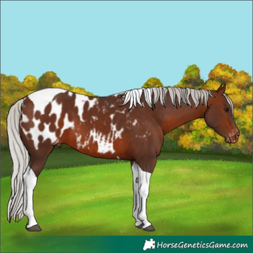 Horse Color:Silver Brown Tobiano Appaloosa 