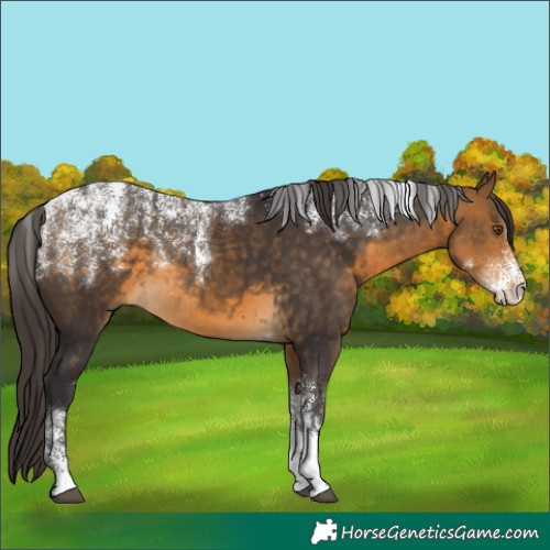 Horse Color:Powder White Buckskin Rabicano 