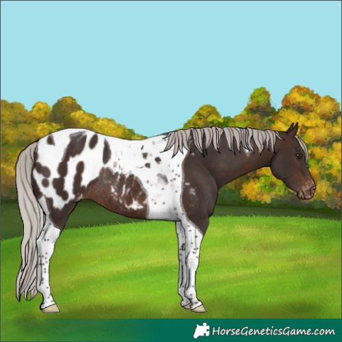 Horse Color:Silver Brown Tobiano Appaloosa Rabicano
