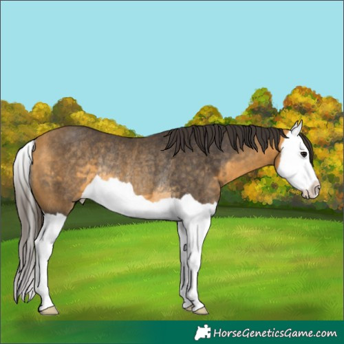 Horse Color:Buckskin Splash Rabicano 