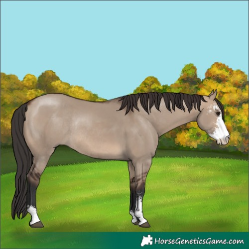 Horse Color:Brown Dun Sabino Rabicano 