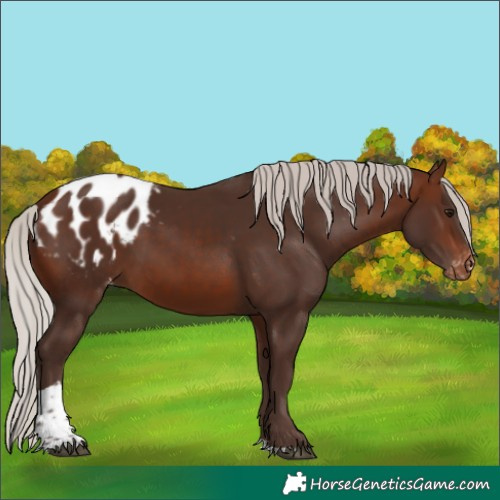Horse Color:Silver Brown Tobiano Appaloosa