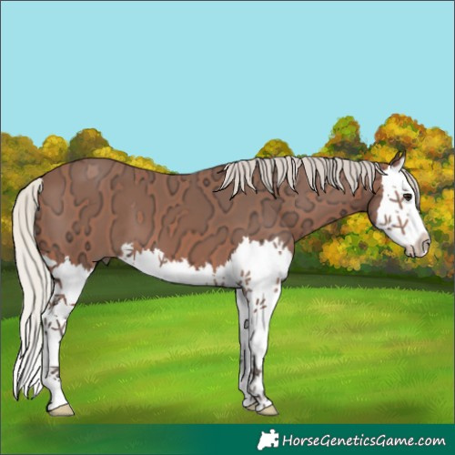 Horse Color:Silver Bay Ice Splash 