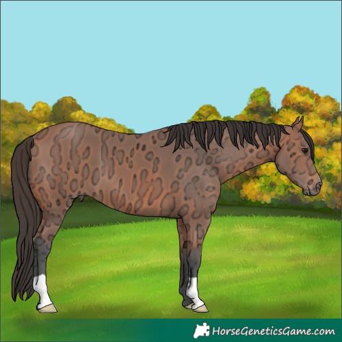 Horse Color:Bay Ice 