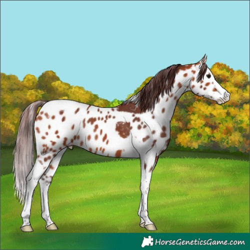 Horse Color:Chocolate Bay Splash Tobiano Skewed Appaloosa Rabicano 