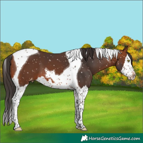 Horse Color:Bay Splash Tobiano Skewed Appaloosa 