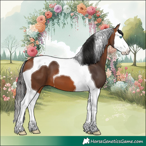 Horse Color:Bay Splash Tobiano