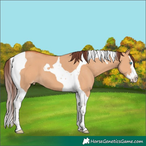 Horse Color:Chocolate Bay Dun Splash Tobiano Appaloosa 