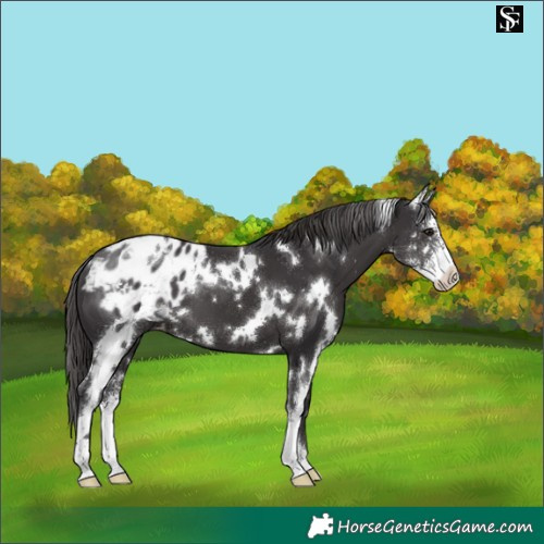 Horse Color:White Spotted Smoky Black Sabino Appaloosa 
