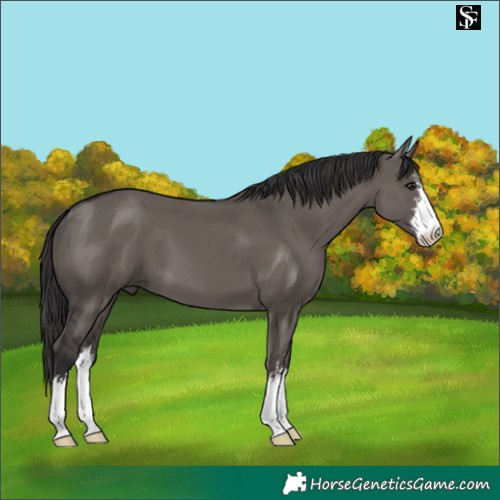 Horse Color:White Spotted Smoky Grullo 