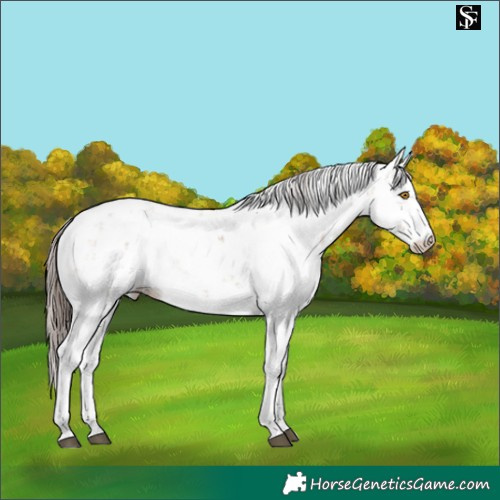 Horse Color:Brown Dun Sabino Appaloosa