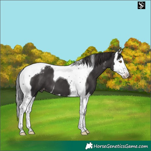 Horse Color:Smoky Black Sabino Splash Tobiano Appaloosa 