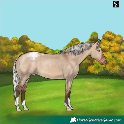 Horse Color:Silver Brown Dun Appaloosa 