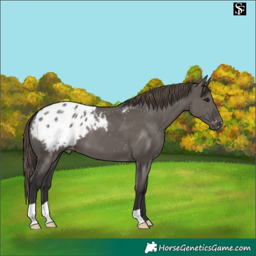 Horse Color:Smoky Grullo Appaloosa 