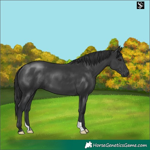 Horse Color:Black 