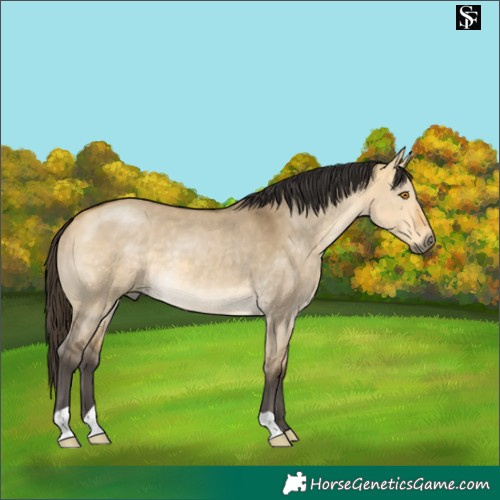 Horse Color:Buckskin Dun 