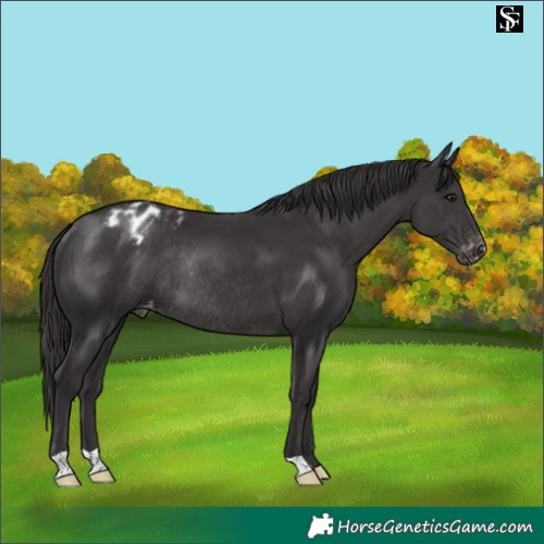 Horse Color:Smoky Black Appaloosa Rabicano 