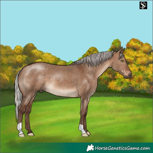 Horse Color:Silver Brown Dun 