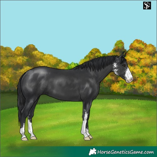 Horse Color:Black Sabino 