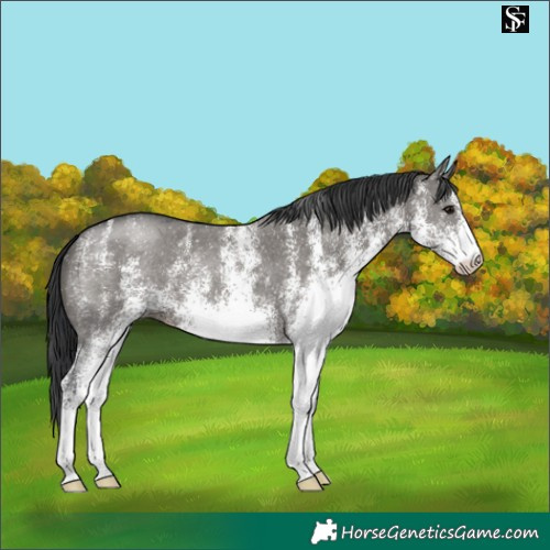 Horse Color:White Spotted Grullo 