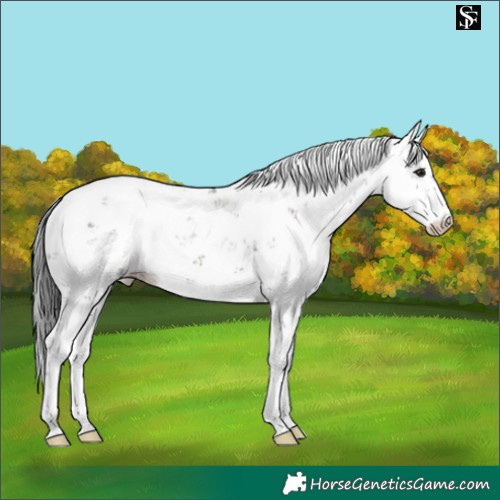 Horse Color:Grullo Sabino 