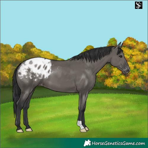 Horse Color:Grullo Appaloosa 