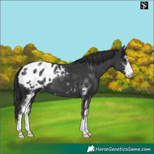 Horse Color:Black Sabino Appaloosa 